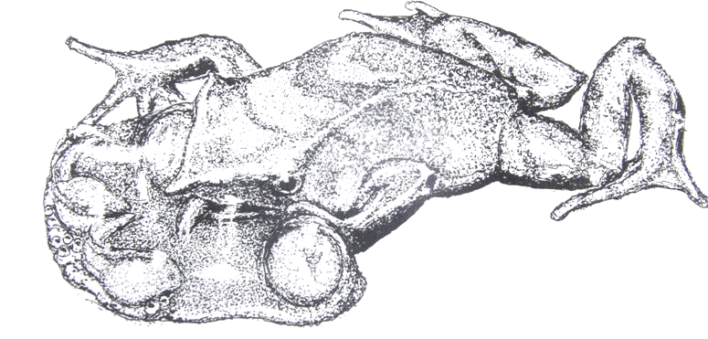 Rhinoderma taking tadpoles