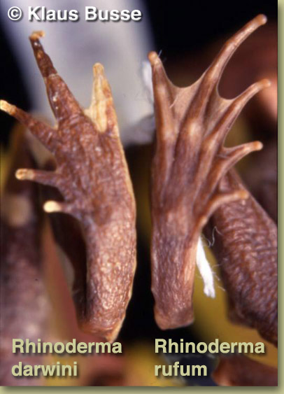 Rhinoderma feet