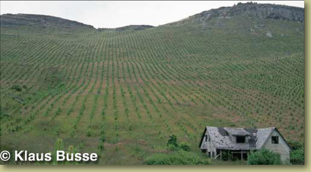 Plantations